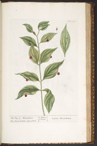 swedish av Elizabeth Blackwell