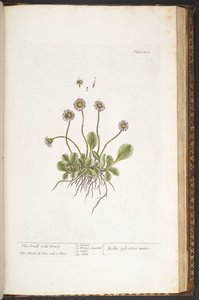 Tallrik 200, The Small Wild Daisy, från 