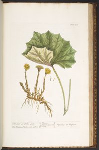 Tallrik 204, från 
