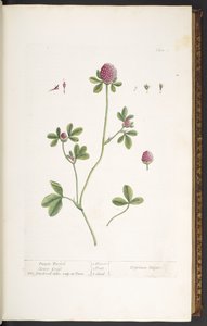 Tallrik 20, Purple Trefoil Clover Grass, från 