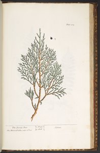 Tallrik 214, från 