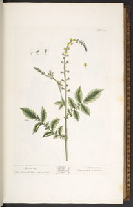 Tallrik 21, Agrimony, från 