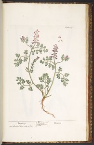 Tallrik 237, Fumitory, från 