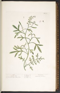 Tallrik 23, Garden Cress, från 
