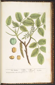 Tallrik 247, The Wallnut, från 