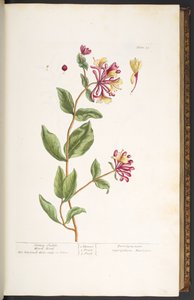 Tallrik 25, Honeysuckle Wood Blind, från 