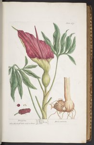 Tallrik 269, Dragons, or Dracontium, från "A Curious Herbal" av Elizabeth Blackwell