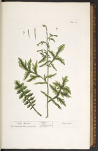 Tallrik 28, Hedge Mustard, från 