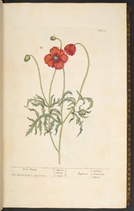 Tallrik 2, Red Poppy, från 