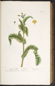 Tallrik 30, Prickly Son Thistle, från 