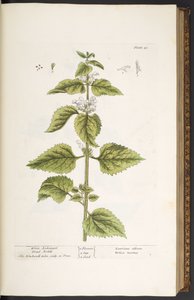 Tallrik 33, White Archangel Dead Nettle, från 