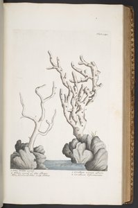 Tallrik 342, från 
