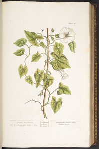 Tallrik 38, Great Bindweed, från 