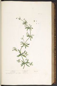 Tallrik 39, Clivers, Goose Grass, från 