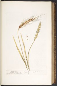 Tallrik 40, Wheat, and Bearded Wheat, från 