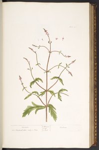 Tallrik 41, Vervain, från 