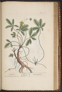 Tallrik 454, Cinquefoil, från 