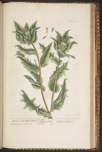 Tallrik 476, Carduus, eller den välsignade tisteln, från "A Curious Herbal" av Elizabeth Blackwell