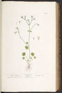 Tallrik 56, White Saxifrage, från 