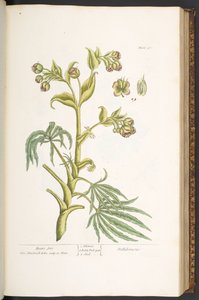 Tallrik 57, Bears foot, från 