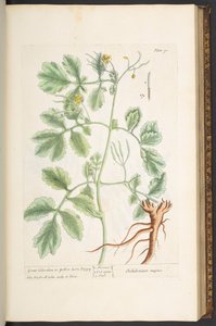 Tallrik 91, Great Celandine, eller Yellow Horn Poppy, från "A Curious Herbal" av Elizabeth Blackwell