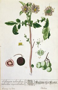 Potatisplanta och frukt, platta från "Herbarium Blackwellianum", publicerad 1757 i Nürnberg, Tyskland (färggravyr)