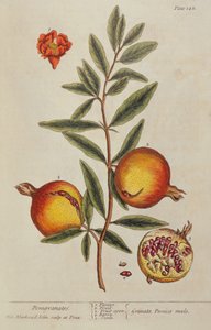 Punica granatum, från A Curious Herbal, 1782 av Elizabeth Blackwell