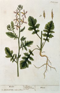 Rocket, platta 242 från "A Curious Herbal", publicerad 1782 (färggravyr).