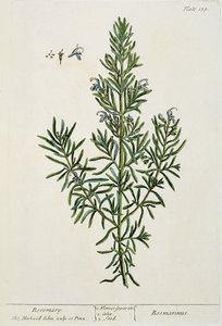 Rosmarinus Officinalis, från "A Curious Herbal", 1782 (färggravyr). av Elizabeth Blackwell