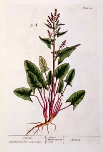 Sorrel, tallrik 230 från 
