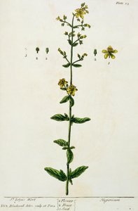 Johannesört, tallrik 15 från 