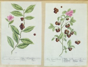 Tea and China Tea, platta från "Herbarium Blackwellianum" som publicerades 1757 i Nürnberg, Tyskland (färggravyr) av Elizabeth Blackwell