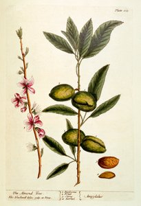 The Almond Tree, tallrik 105 från 
