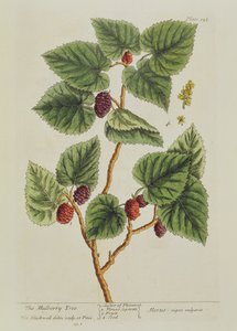 The Mulberry Tree, tallrik 126 från 