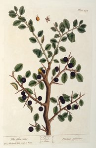 The Sloe Tree, tallrik 494 från 