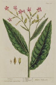 Tobak, plansch 146 från "A Curious Herbal", publicerad 1782 (färggravyr).