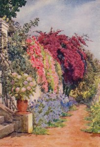Bougainvillea och rosor, Welgelegen, Rosebank (färglitografi)