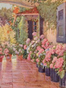 Hortensior på trappan, Paradise, Claremont (färglitografi)