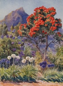 Scharlakansblommande eukalyptus, nära Kapstaden (färglitografi)