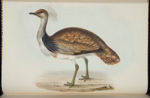 Bustard, från "The Birds of Europe" av John Gould