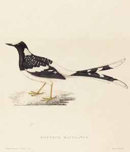 Enicurus Maculatus (fläckig gaffelsvans)