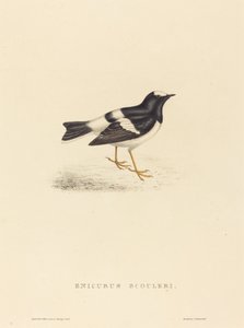 Enicurus Scouleri (lilla gaffelsvansen)