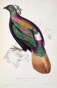 Himalaya Monal Pheasant, från "A Century of Birds from Himalaya Mountains", 1830-32, av John Gould (1804-41)