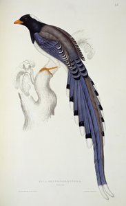 Pica Erythrorhynchos, från "A Century of Birds from Himalaya Mountains", 1830-32, av John Gould (1804-81)