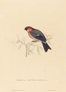 Pyrrhula Erythrocephala (rödhårig domherre)