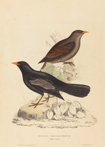 Turdus Poecilopterus (aztekisk trast)
