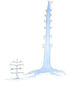 Kyrkan har växt, i takt med att en gigantisk ek växer från en planta, 2003 (w/c på papper) av Elizabeth Wang