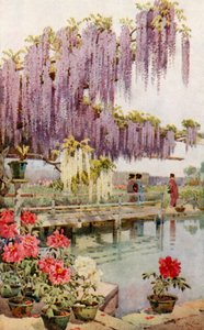 A Paeony Garden (färg litho) av Ella Du Cane