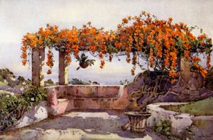 Bignonia Venusta (färg litho) av Ella Du Cane