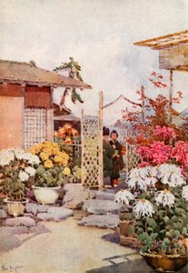 Krysantemum, Kyoto (färg litho) av Ella Du Cane